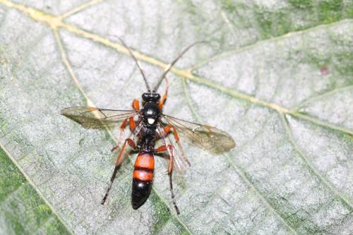 Ctenichneumon inspector